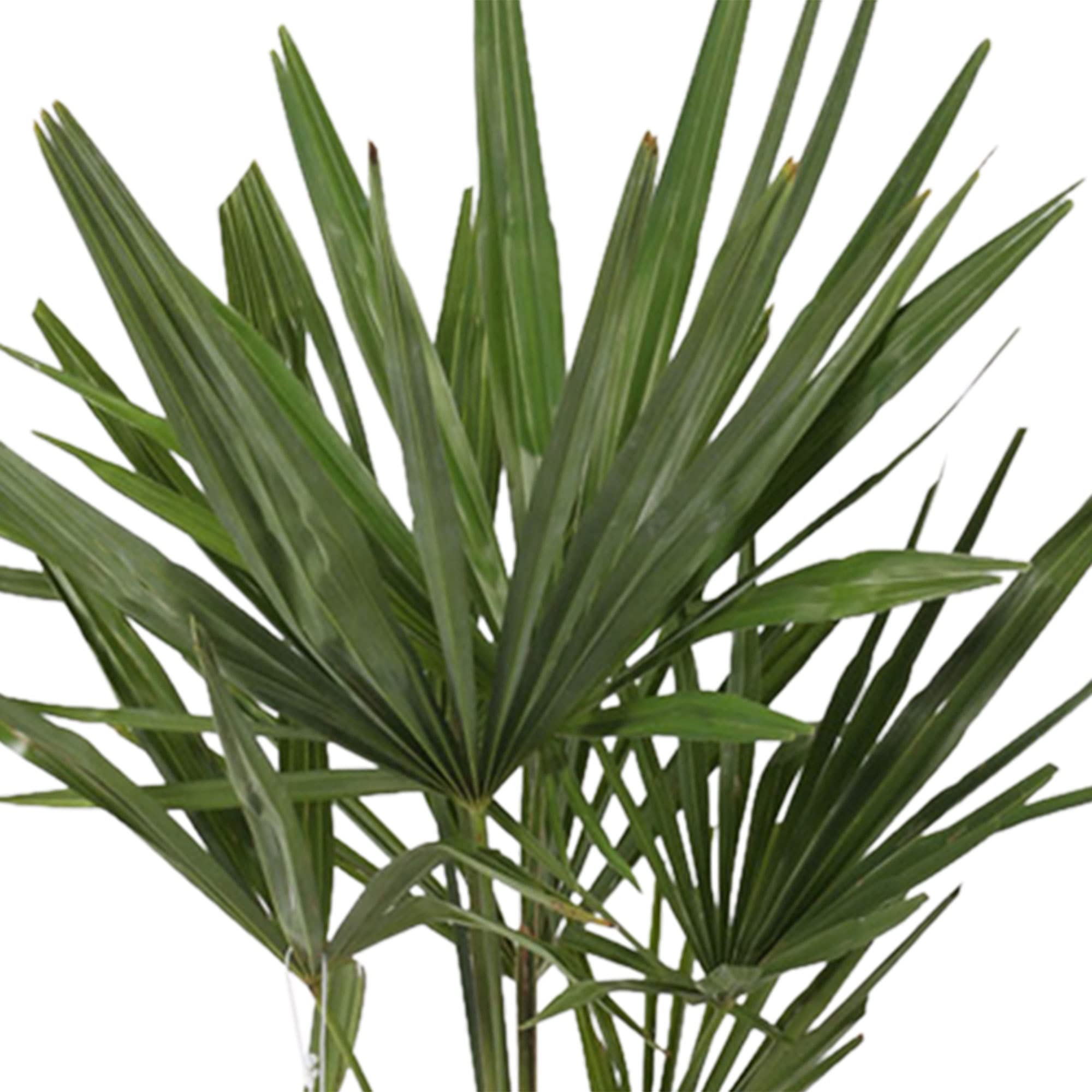 Trachycarpus fortunei | Chinesische Hanfpalme | Höhe 130-140 cm | Topf-Ø 27 cm