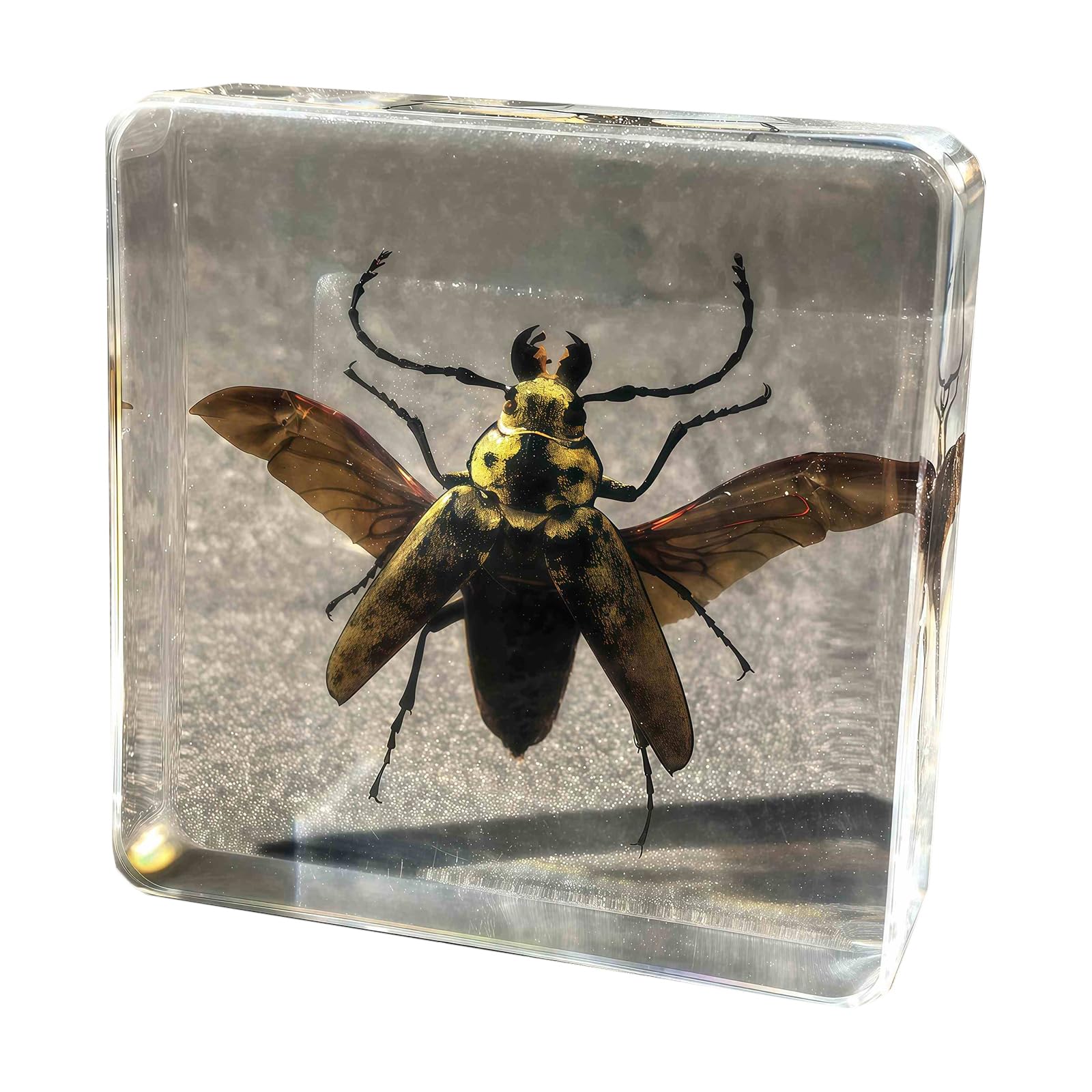 LKYLVEE Real Taxidermy Bugs in Resin - Real Stag Beetle Specimen - Taxidermy Animals Paperweights for office, Insect Science Education Gift,D,75mm
