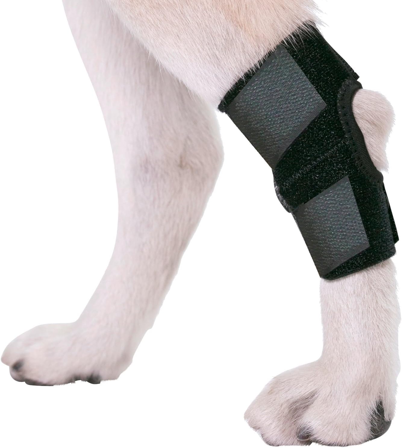 Rear hock brace for dogs Clearance