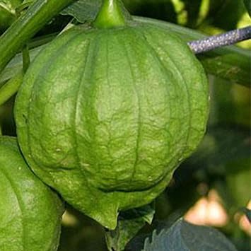 Toma Verde Tomatillo - 500 mg Packet 200 Seeds - Heirloom, Open Pollinated, Non-GMO, Farm & Vegetable Gardening Seeds