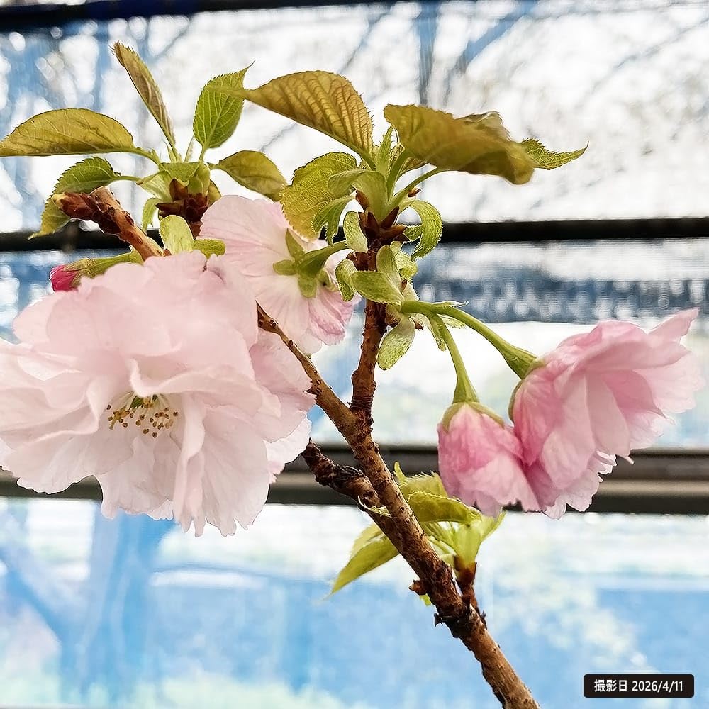 Amazon.co.jp: 桜 苗木 さくら 八重桜 八重紅虎の尾（やえべにとらのお