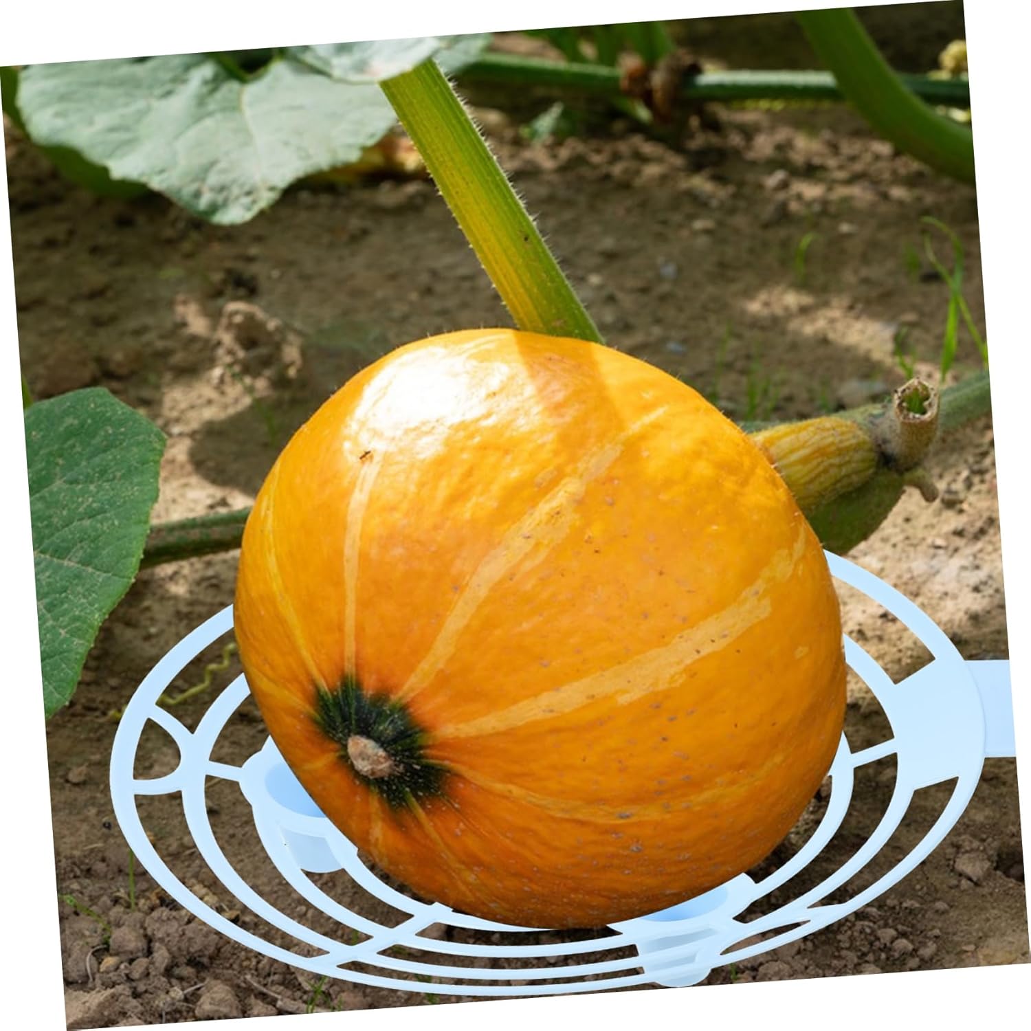 3sets Pallet Stand Indoor Supports Planting Plants Plant Support Clips Strawberry Support Frame Melon Hammocks Cradles Strawberry Support Stakes Vine Clips Sky-Blue Plastic 10pcs*3