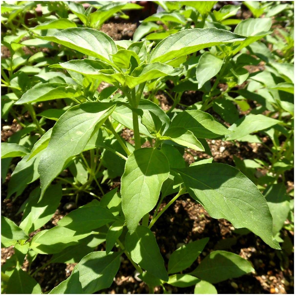 Everwilde Farms - 1/4 Lb Organic Lime Basil Herb Seeds - Gold Vault