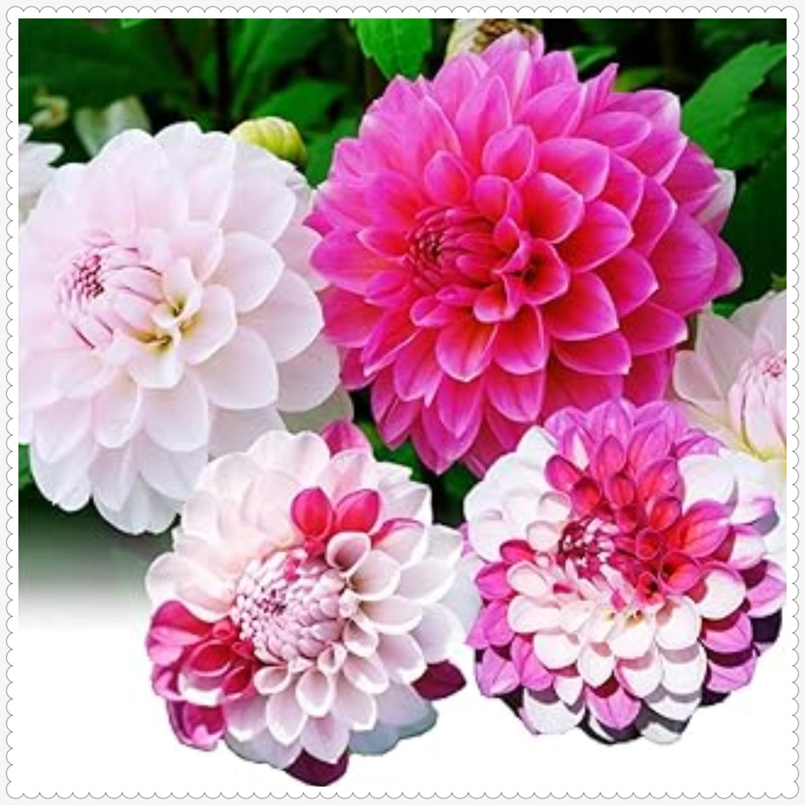 Dahlia Bulbs Mix for Planting Now UK,Strong Plants That Grow Well,Dahlia Tubers Bulk,Beauty of Garden,Gift Ready,Hardy Perennial,Wedding Flowers Cut Flowers-2bulbs-H