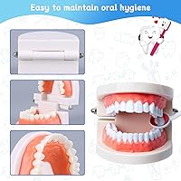 Vista 3 de Modelo de dientes dentales, modelo de dientes estándar, demostración de modelo de boca de dentadura para niños, suministros de estudio de enseñanza