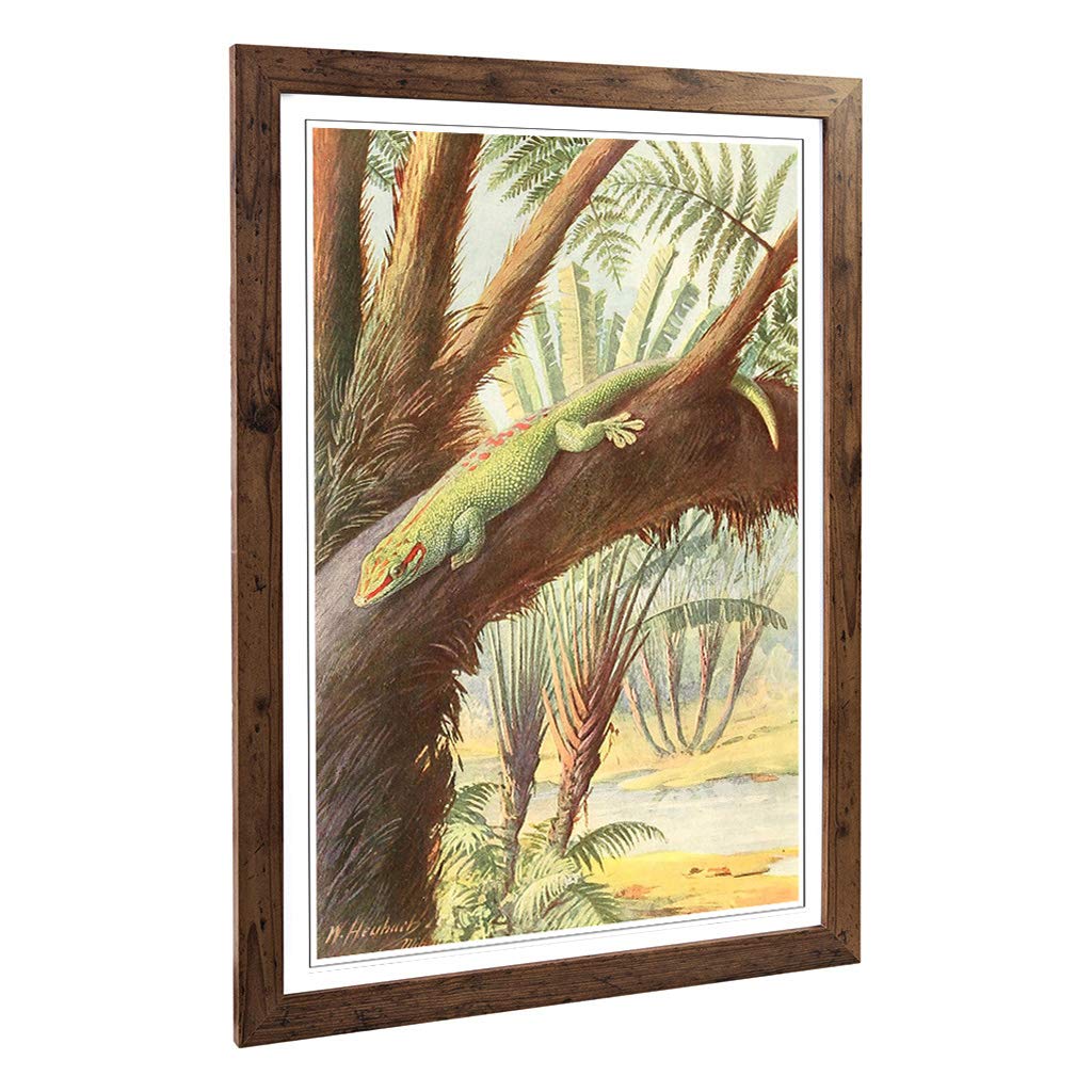 Big Box Art Framed Print of Vintage Heubach. Walter Madagascan Gecko Design | Wall Art Picture | Home Decor for Kitchen, Living Room, Bedroom, Hallway, Walnut, A2 / 24.5x18 Inch / 62x45cm