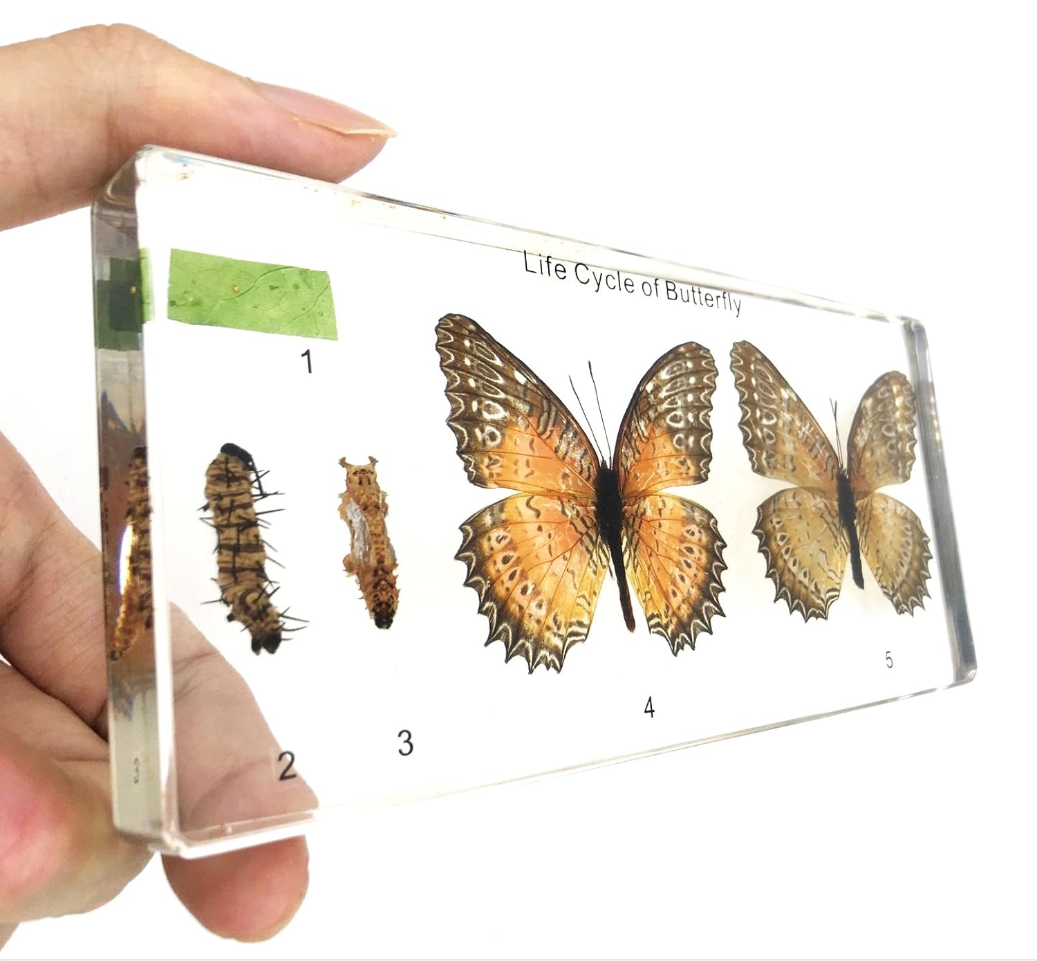 Lifecycle of a Butterfly Paperweights Science Classroom Butterflies Specimens for Science Education