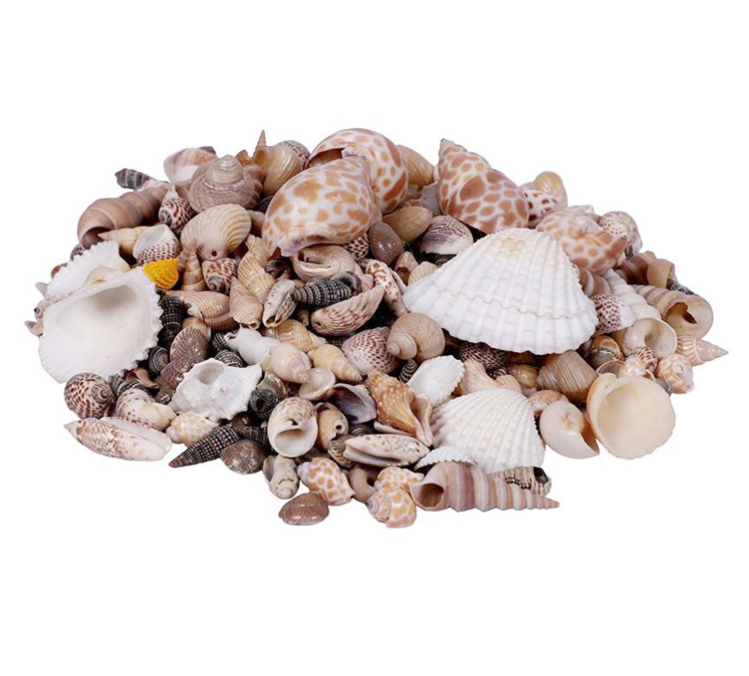 VARDHMAN Ceramic Natural Aquarium Accessories Mix Size Pack of 500 gm Home Decorations, Beach Theme Party, Candle Making, Wedding Decor, DIY Crafts-image-42