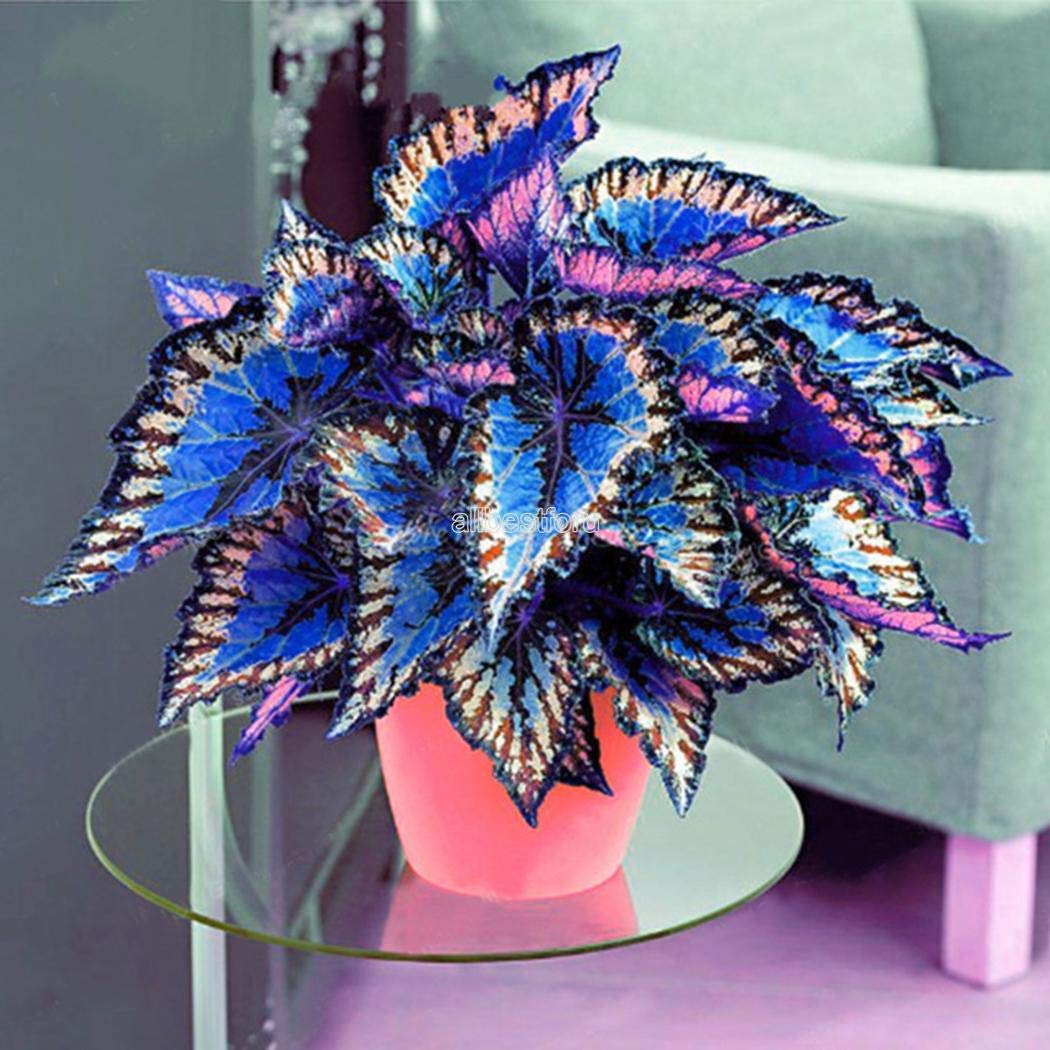 BLUE MINI COLEUS TREE 20+ SEEDS, GROW INDOOR or OUTDOOR, GROW IN ANY SEASON (B0BQ8P7YSZ) Amazon Price History, Amazon Price Tracker