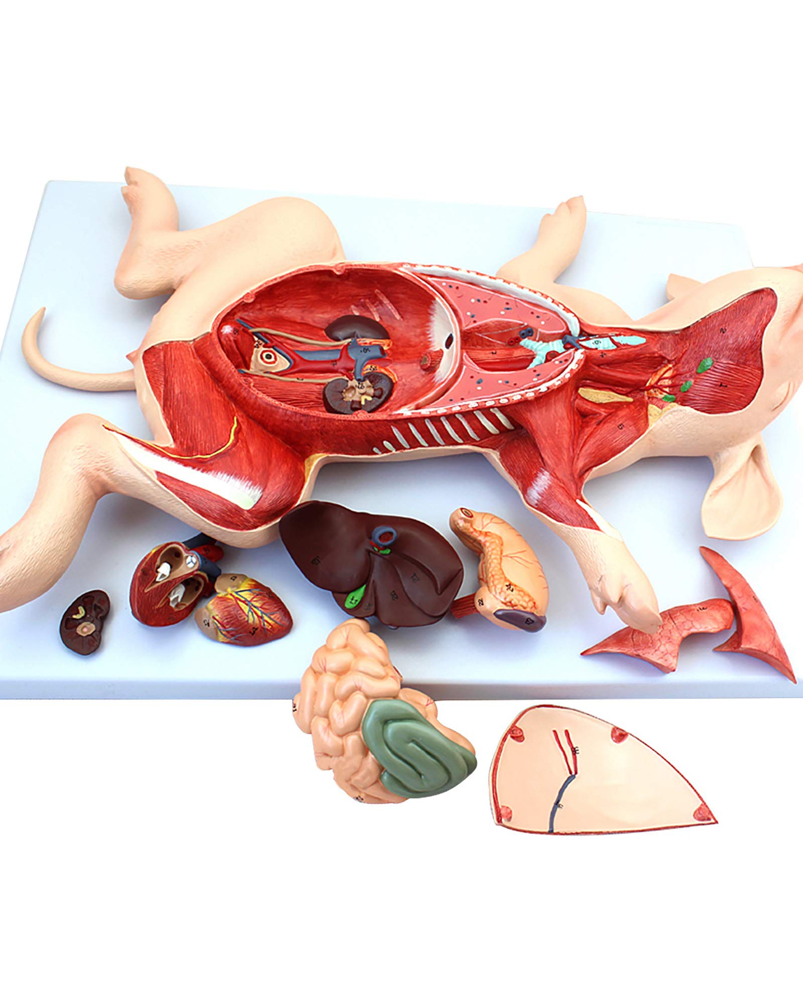 Pig Dissection Lab Pig Internal Anatomy Reading: Fetal Pig Dissection | Biology II