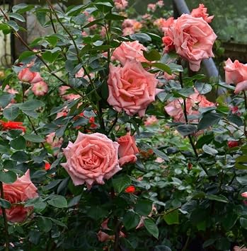 Light Pink Climbing Established Rose Plant in 3 Litre Pot, Ready to Plant, Repeat Flowering Fragrant Rose, Pink Flowers