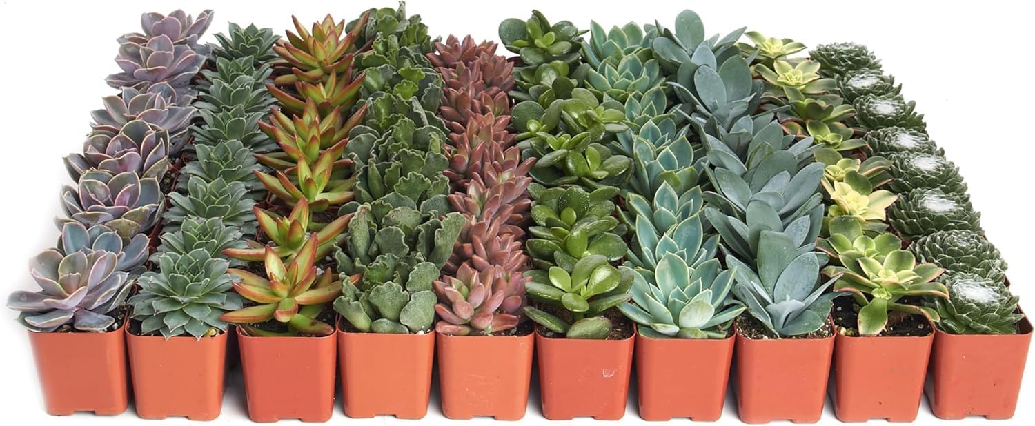Shop Succulents Assorted Succulent Plant Pack Collection - Live Mini Succulent Plants, Low Maintenance, Mixture of Colors & Textures - Wedding and Party Favors, Gift & Garden