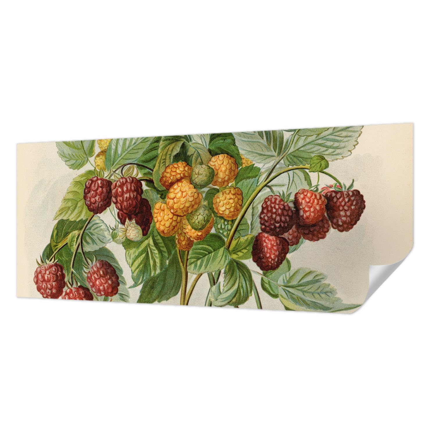 Papier peint adhésif panoramique 250x104 cm framboises classiques Tulup pour salon