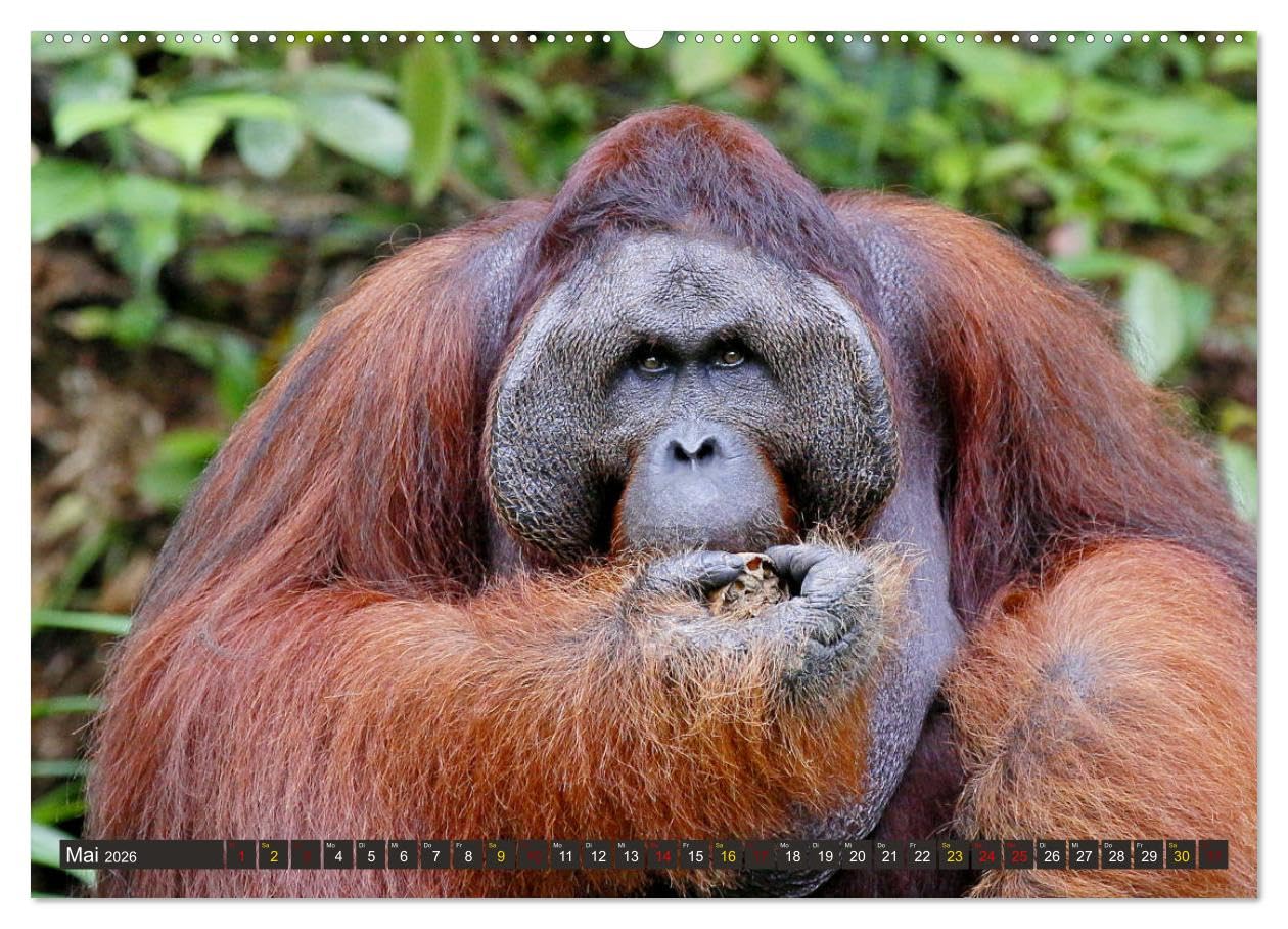 Waldmenschen - Orang Utans auf Borneo (hochwertiger Premium Wandkalender 2026 DIN A2 quer), Kunstdruck in Hochglanz: Orang Utans - Begegnungen auf Borneo (CALVENDO Tiere)