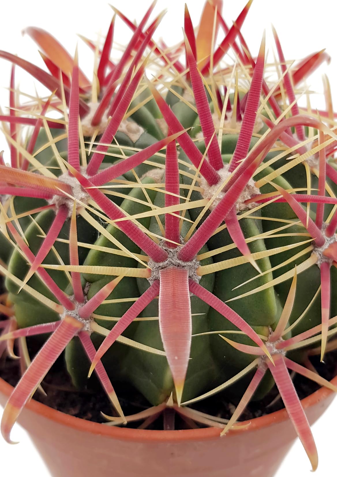 Fangblatt - Ferocactus latispinus 'Devil's Tongue' - robuster Teufelszungen- Kaktus - einfach zu pflegende Sukkulente - attraktive Zimmerpflanze :  Amazon.de: Garten