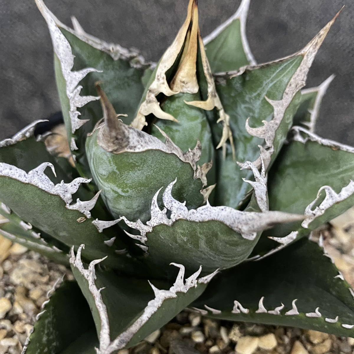 特選 アガベ チタノタ 海王　超絶狂棘極上株 激レア　鉢付き 特選 アガベ チタノタ 海王 超絶狂棘極上株 激レア 鉢付き Yahoo