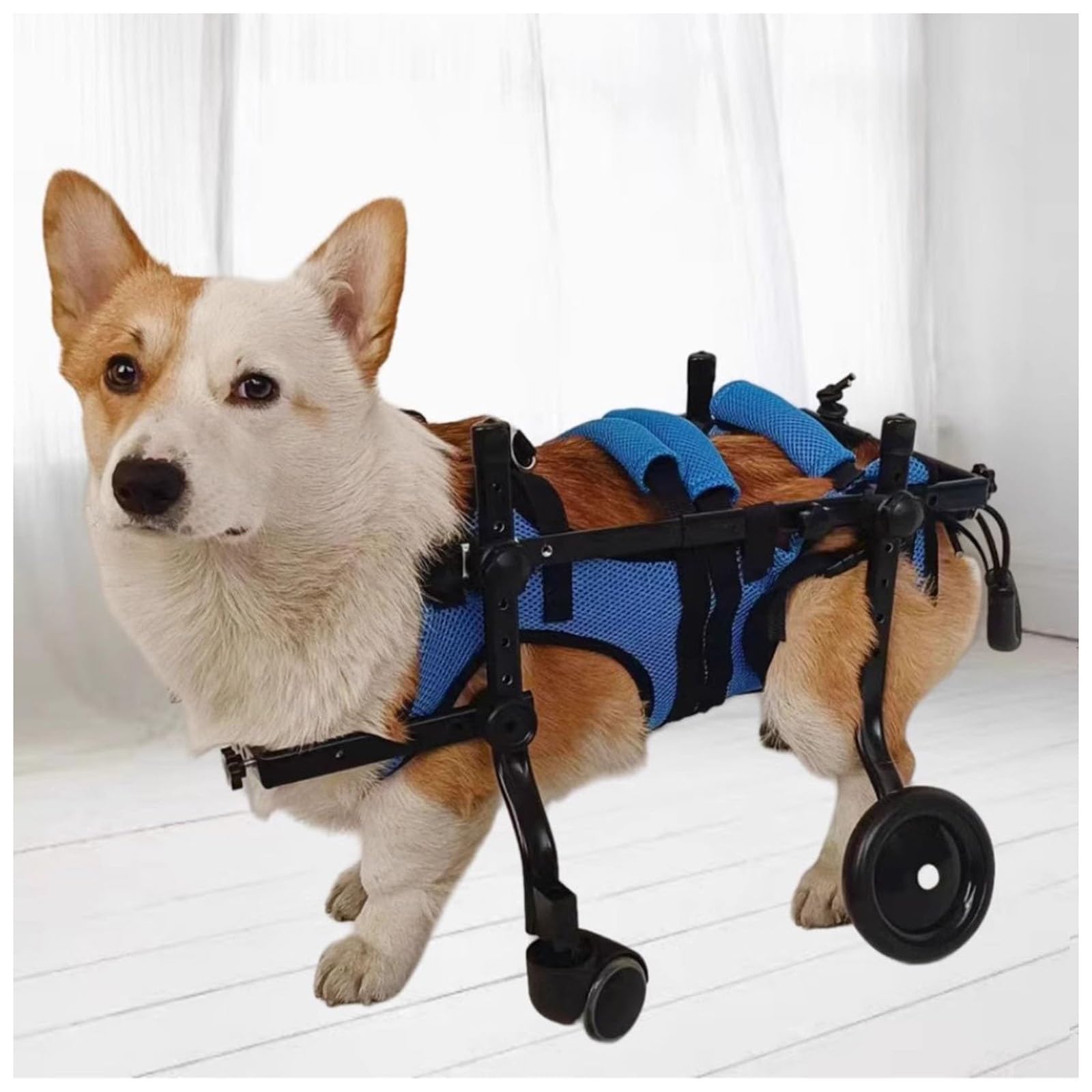 Attelle de jambe et support de hanche pour chien blessé M