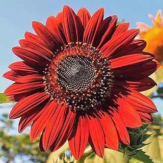 Gaea's Blessing Seeds - Sunflower Seeds - Non-GMO Seeds with Easy to Follow Planting Instructions - Heirloom Untreated (Chocolate)