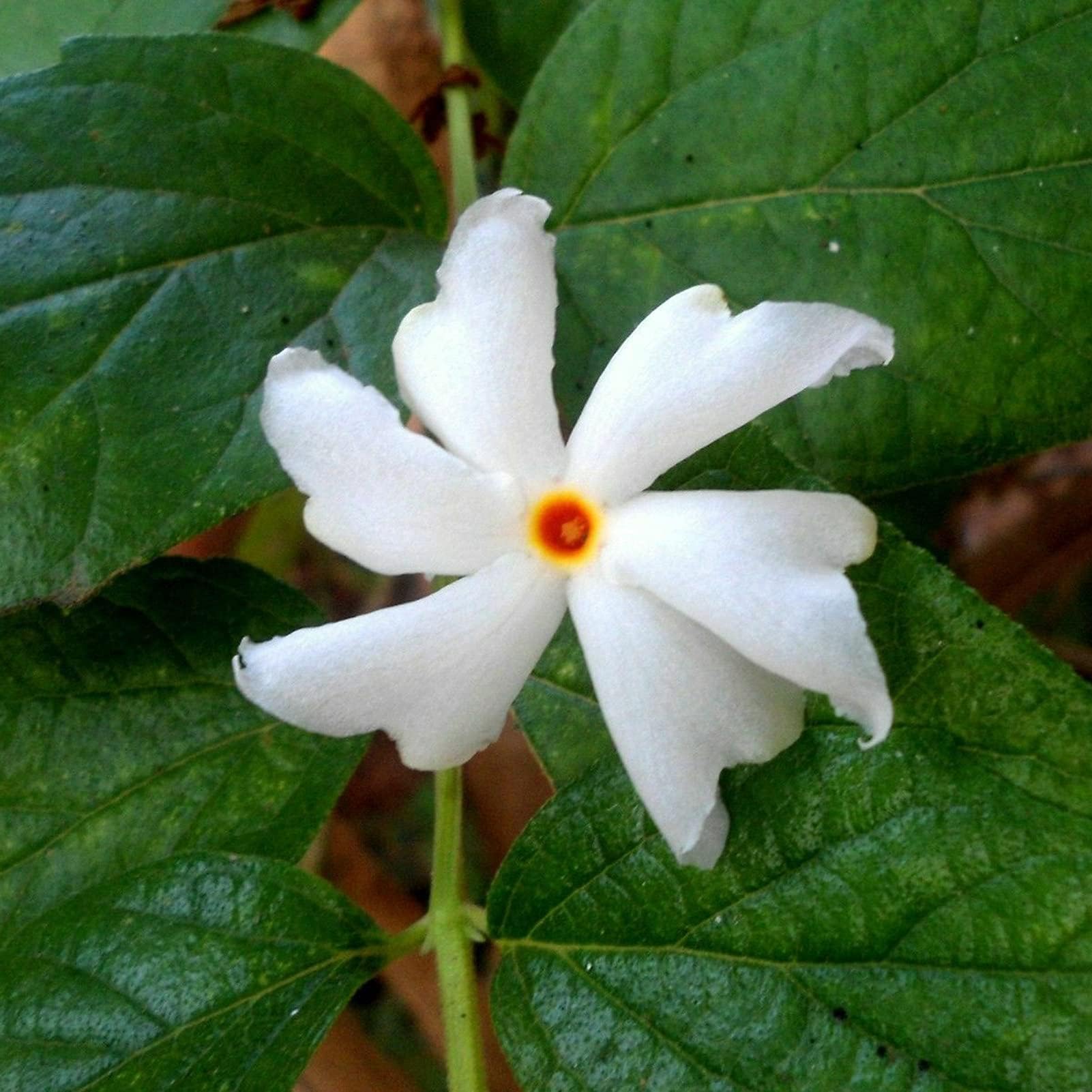 yanbirdfx Green Garden Flower Plants-20Pcs/Bag Coral Jasmine Seeds Cold Resistant Deciduous Evergreen Good Harvest Nyctanthes Arbor Tristis Seeds for Yard - Seed