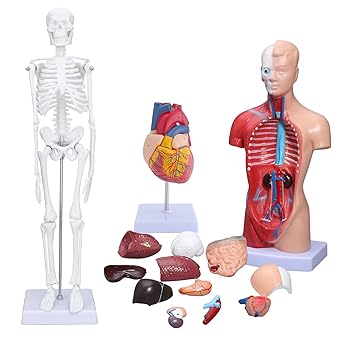 ANNWAH Human Anatomy Torso Model - Sets of 3 Human Heart, Torso and Skeleton Models Greate Education Tools for Studentes and Professionals
