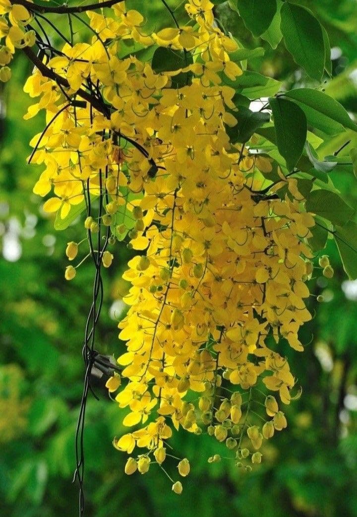 Oakwood Farms® Wisteria imported flower seeds for Home Gardening pack of 20 to 30 seeds (YELLOW) (B0D313FD4Z) Amazon Price History, Amazon Price Tracker