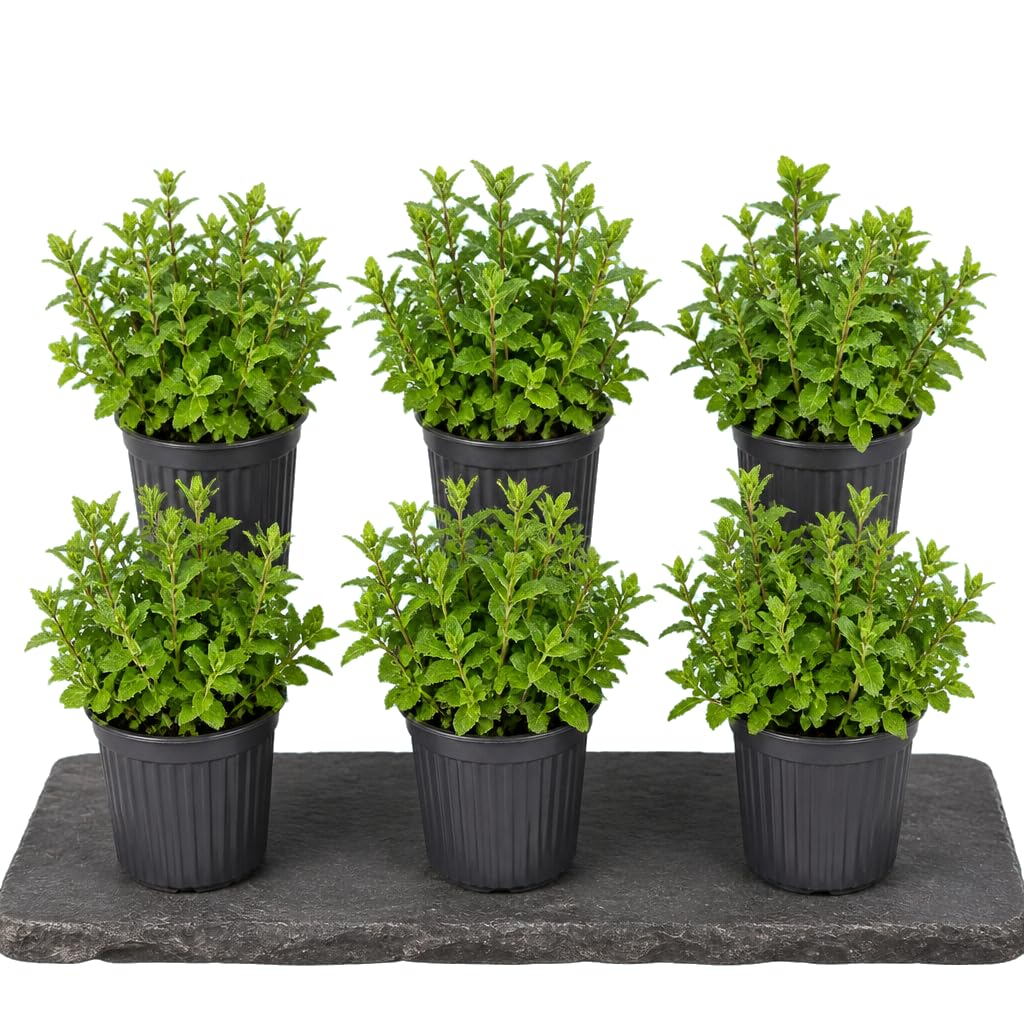 Menta para Mojito Mentha Spicata | Conjunto de 6 Plantas | 25-30 cm de Altura | para Espacios Luminosos | DECOALIVE