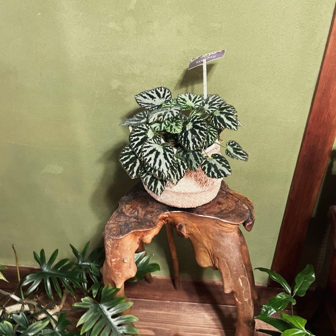 ベゴニア シルバージュエル 確認用 植物販売】兵庫県宝塚市㈱陽春園植物場ネット通販 【Begonia】