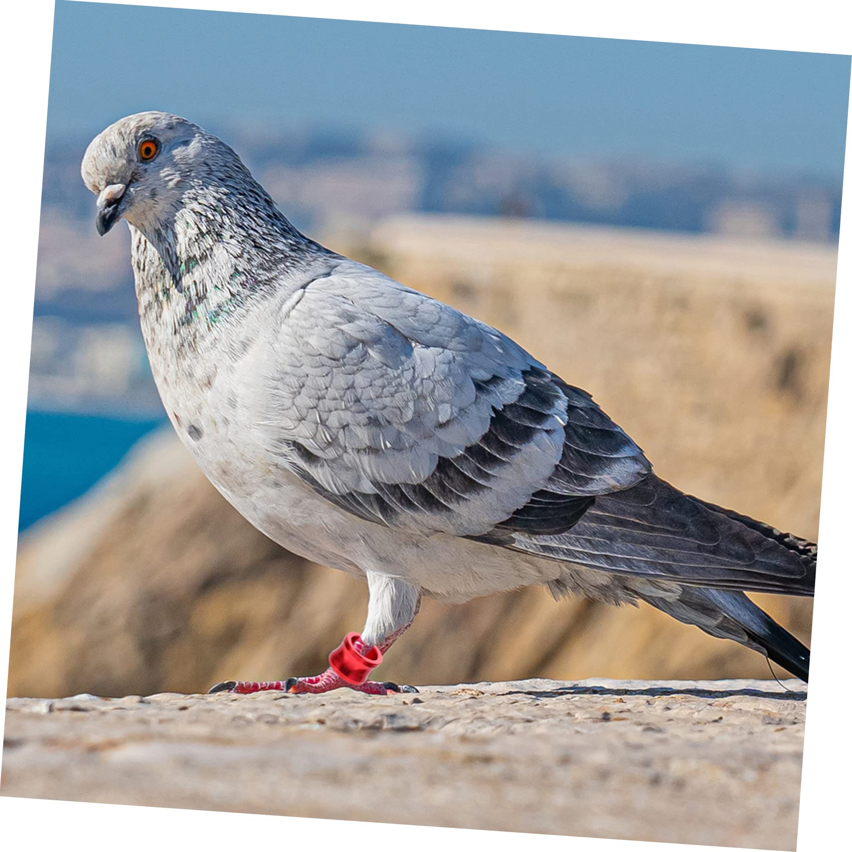 BESPORTBLE 100piezas Anillas De Identificación para Palomas Anillos De para Aves Suministros para Distinción De Aves Domésticas