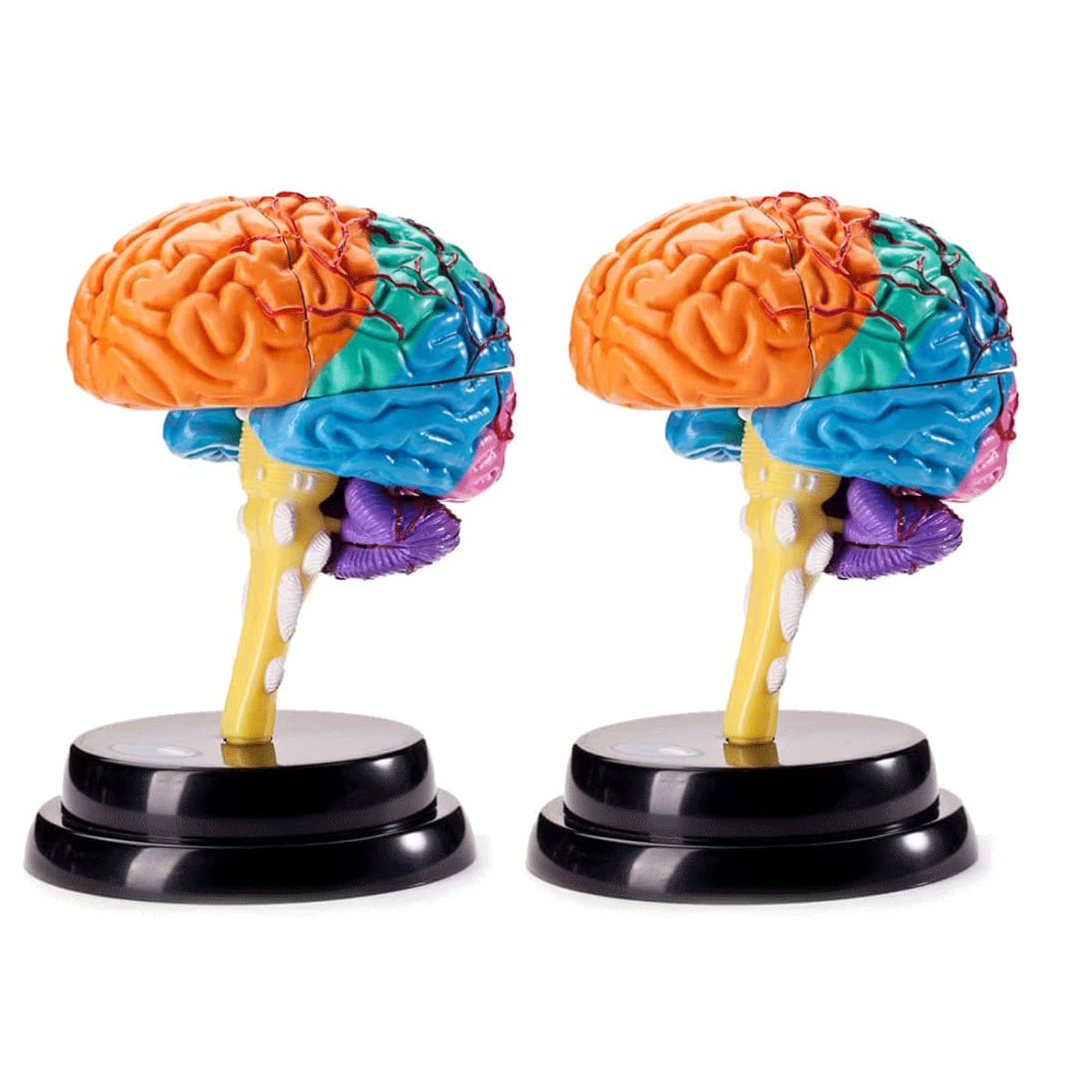 GTHTUHFD Skeleton Model Anatomy Model Human Brain Model Human Model W/Numbered Removable Organs Model Human Anatomy Model Study Human Organ Model .99,size_name-2 Pack