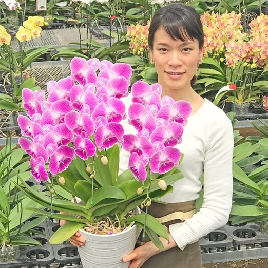 Amazon ふじみ野ラン園 幸せが飛んでくる中輪胡蝶蘭3本立ち ピンク 小さすぎず程よいサイズ感の中輪 生花 プレゼント ギフト 開店祝い お誕生日 各種お祝いお供えに フラワーアレンジメント オンライン通販