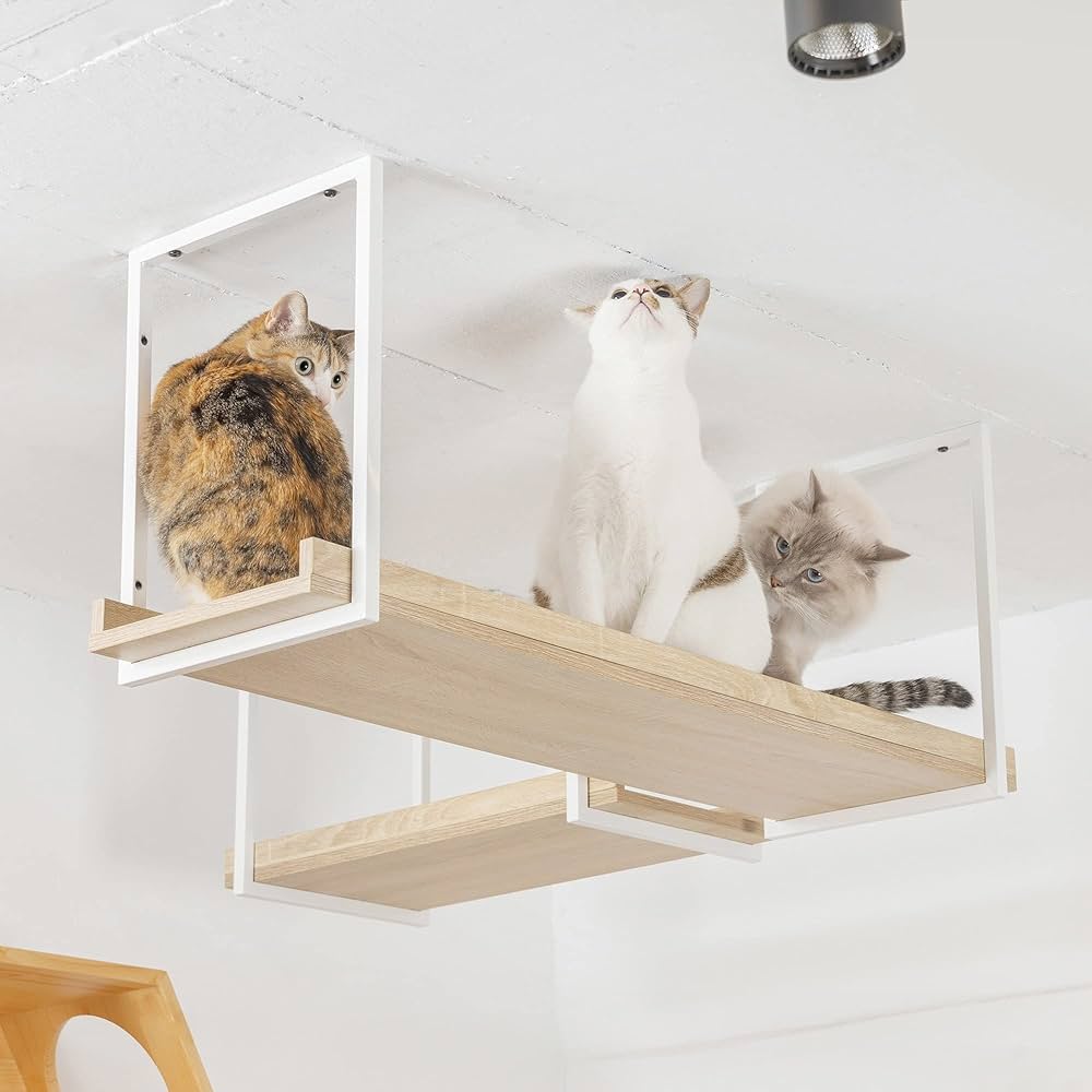 Amazon.com: MyZoo Avenue | Wall-Mounted Cat Walkway