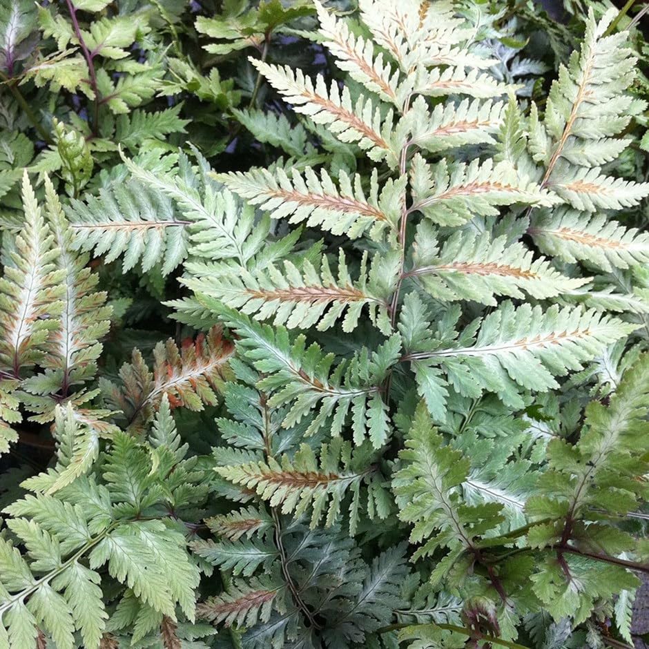 Plant Theory 2L Pot Painted Fern Metallicum Athyrium Niponicum Hardy Outdoor Ferns Jungle Plant Trunks