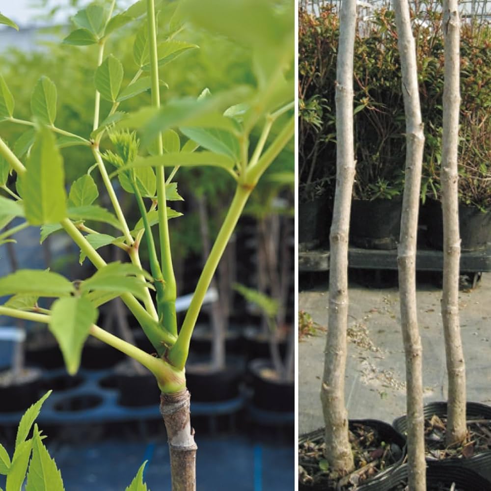 植えどきの旬！山菜の横綱アイコ苗！お得の25芽　春用　おまけ付き 植えどきの旬！山菜の横綱アイコ苗！お得の25芽 秋用