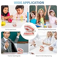 Vista 8 de Modelo de dientes estándar para adultos, modelo de dentadura de demostración de Typodont Modelo de dientes de boca Suministros dentales