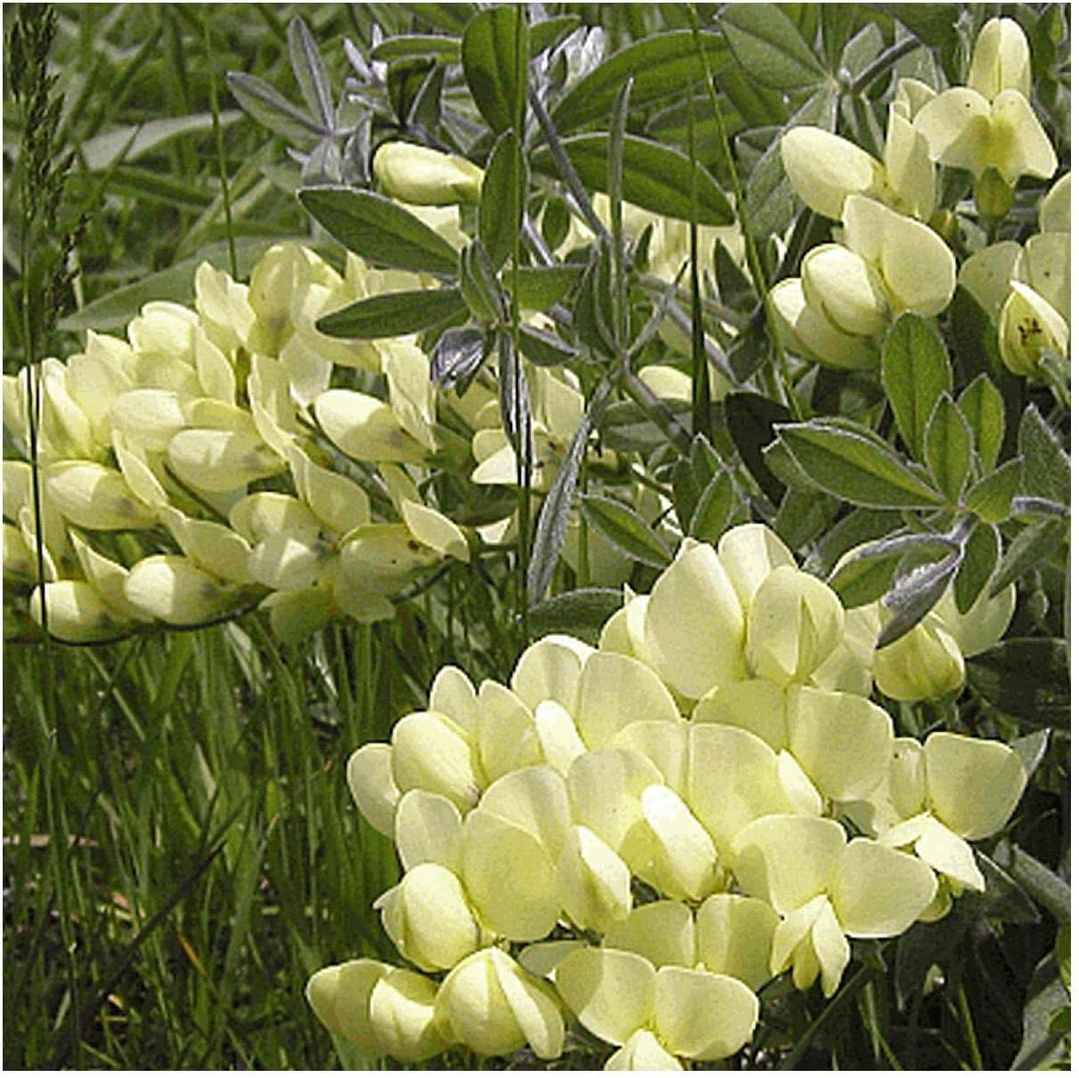 Everwilde Farms - 1 Oz Cream Wild Indigo Native Wildflower Seeds - Gold Vault