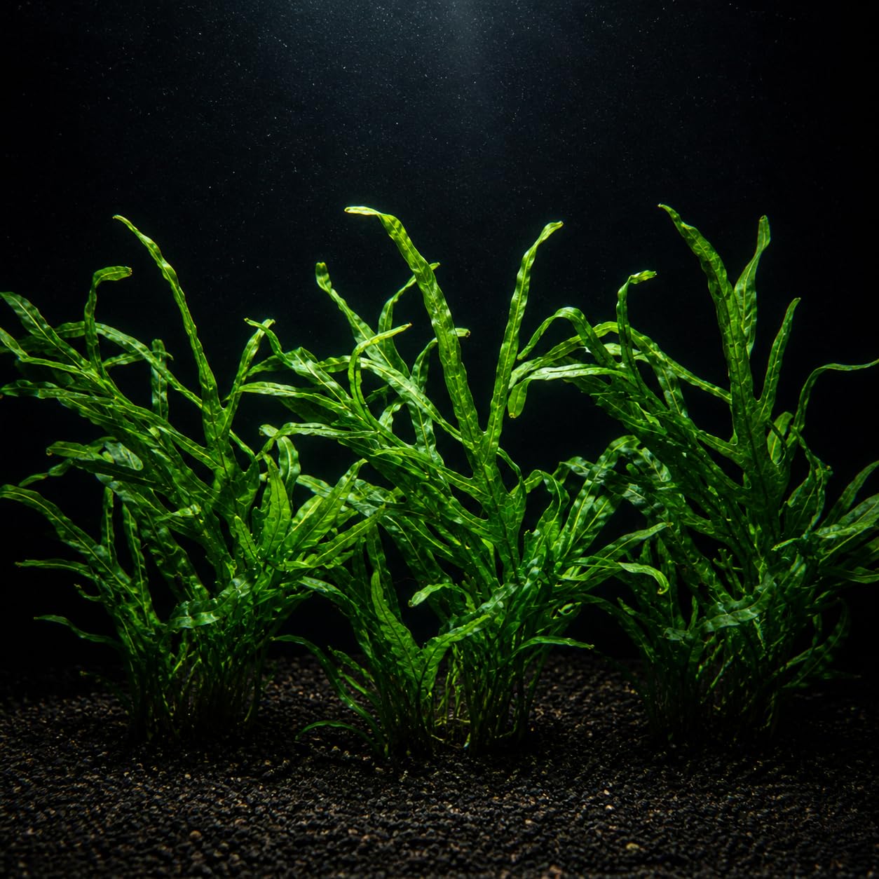 AquaBreedingSkill Set de 3 Microsorium Trident plantes d’aquarium vivante pour eau douce, plante verte décorative pour aquarium, idéale pour poissons et crevettes – avec passeport phyto