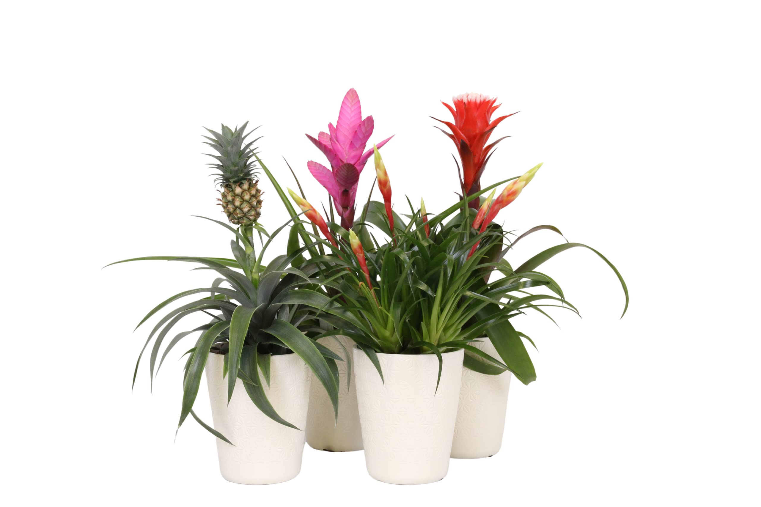 Bromelien Mix in weisser Keramik - 4 Pflanzen - Guzmania, Tillandsia -  Vriesea - Ananas - 12cm Topf - Zimmerpflanzen : Amazon.de: Garten