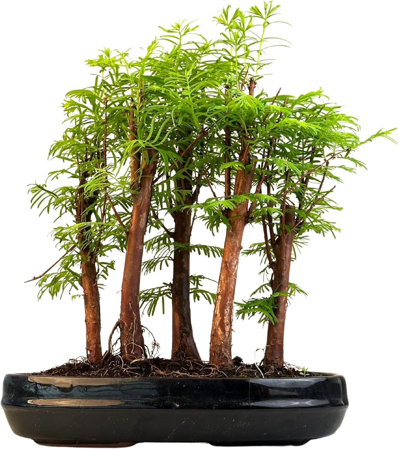 Bonsai Wald Metasequoia  Lebender Urweltmammutbaum im 25cm Topf |  Indoor/Outdoor Bonsai Baum | Seltene Geschenkidee | Pflegeleicht |  Dekopflanze fr Zuhause & Bro : Amazon.de: Garten