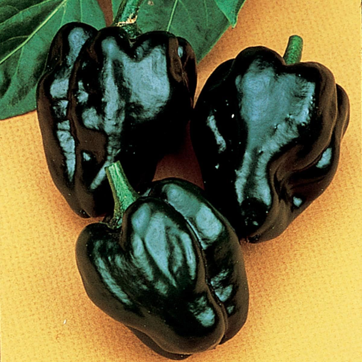 Burpee Poblano' (Ancho) 4" Heart-Shaped Dark Green to Red Peppers, 3 Live Plants | 2 1/2" Pot