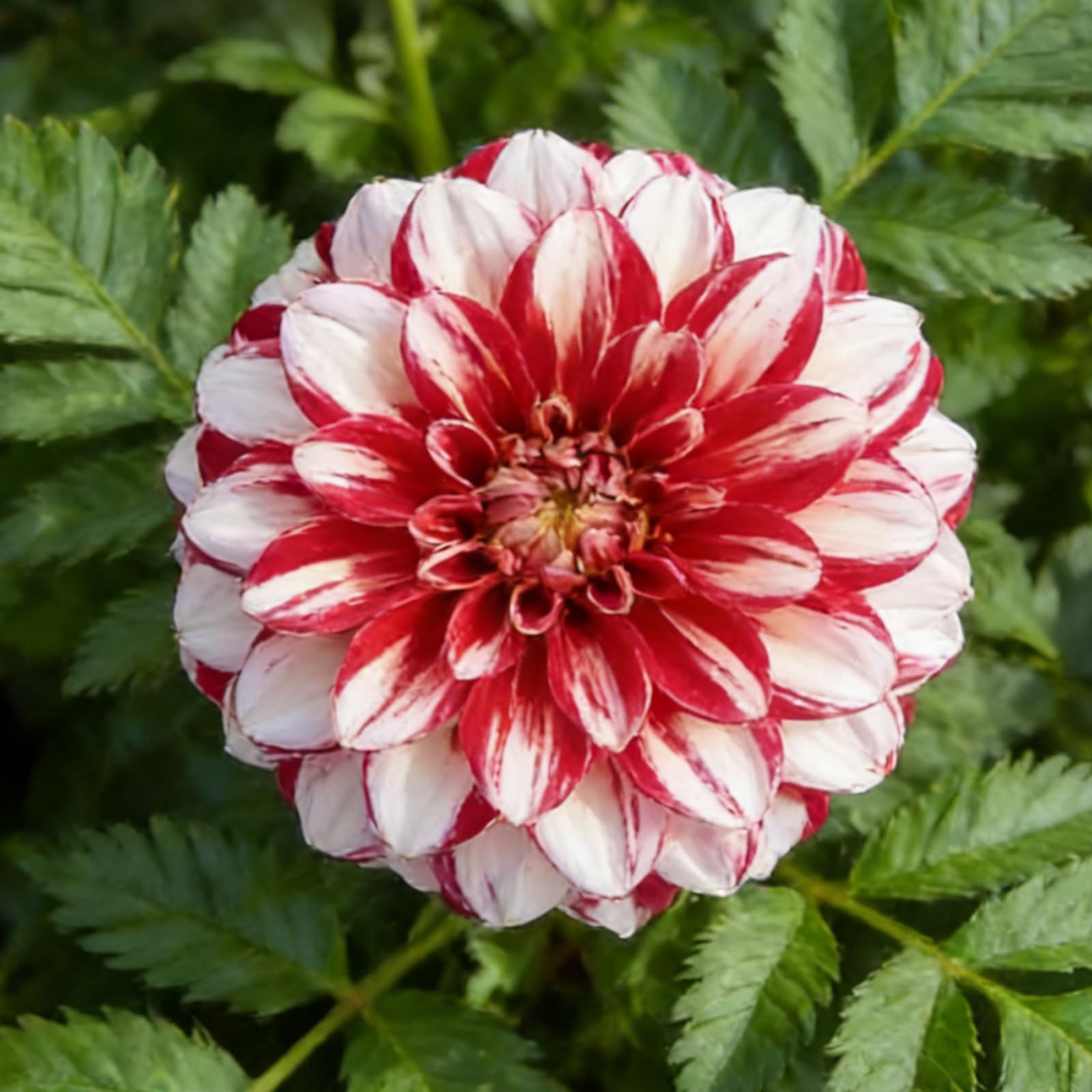 Perennial Dahlia Tubers/Dahlia Bulbs/Vibrant/Spring Summer Gardens Full Sun/Excellent Display Indoor Perennial Balcony Garden Bulbs-2 Bulbs-H