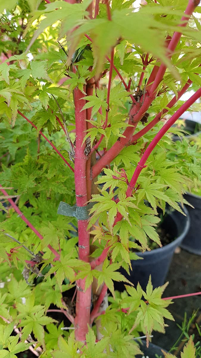 Acer palmatum 'Sangokaku' / Erable du Japon à l'écorce rouge corail/Conteneur de 3 à 4 litres