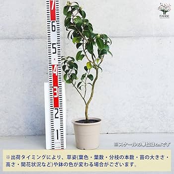 Amazon.co.jp: ITANSE 椿(ツバキ)の苗木 品種：対馬の娘(つしま