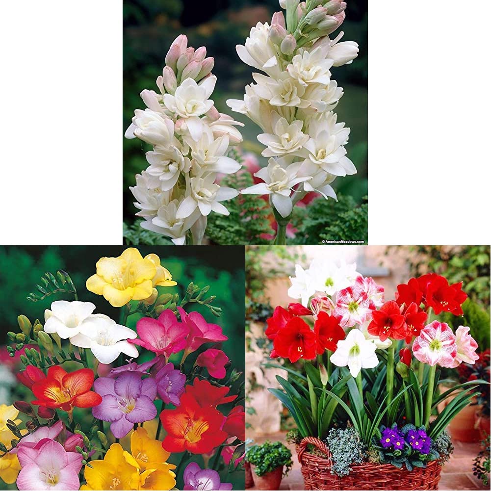 Kraft SeedsFlowering Fragrant Polianthes Tuberosa Flower Bulbs/Seeds