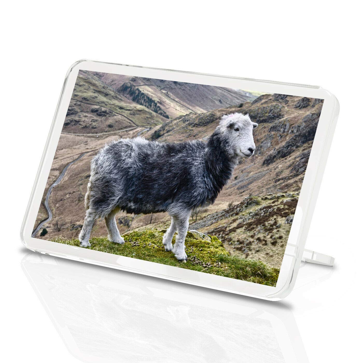 Destination Vinyl Magnets Multicolor Herdwick Sheep Classic Fridge Magnet - Farm Wool Lake District 12563