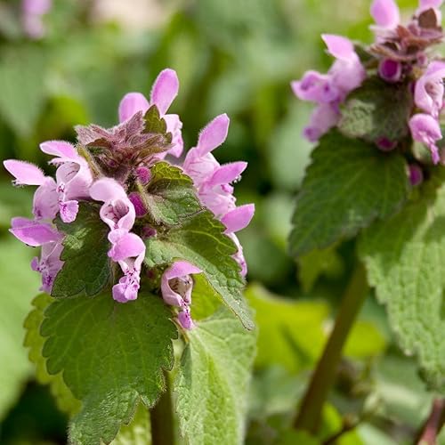 Palm Beach Medicinal Herbs - Ortiga Morada (Lamium purpureum) - Paquete de 50 Semillas