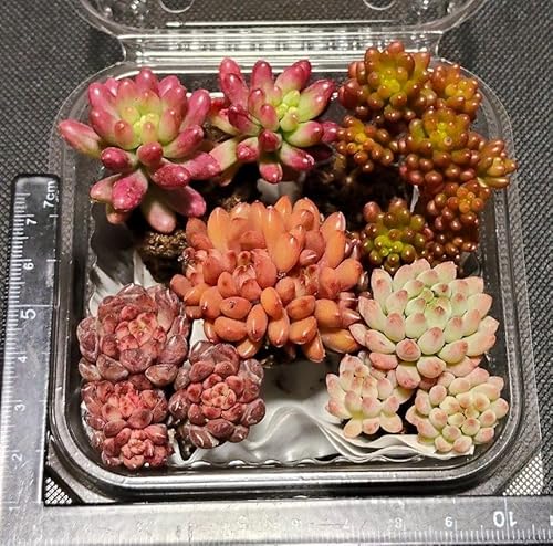 �����A�� �ϗt�A�� �Ԃԑ�������5��ރZ�b�g