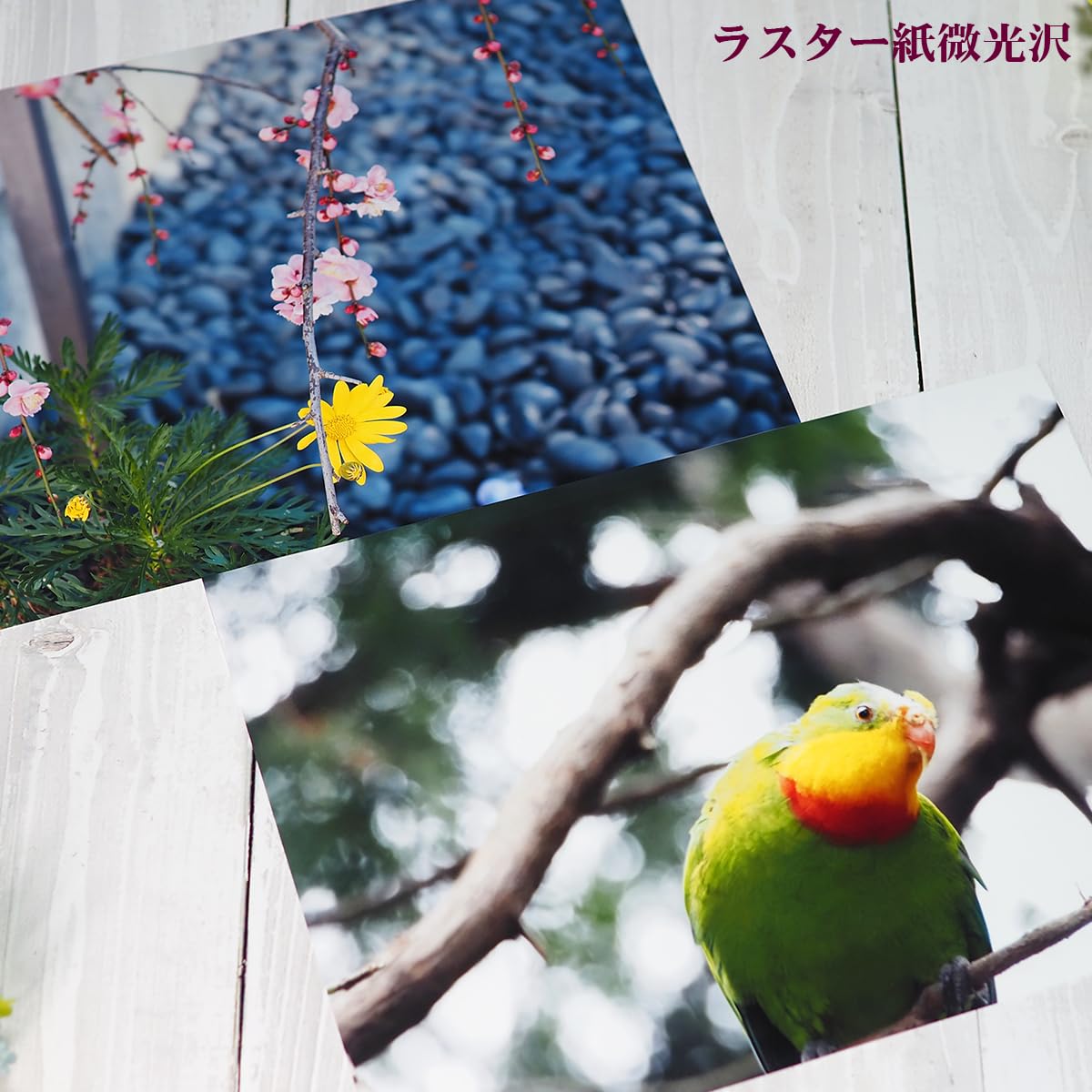 Amazon.co.jp: Ninestar G&G 写真用紙 微光沢 ラスター 紙 A4 20枚