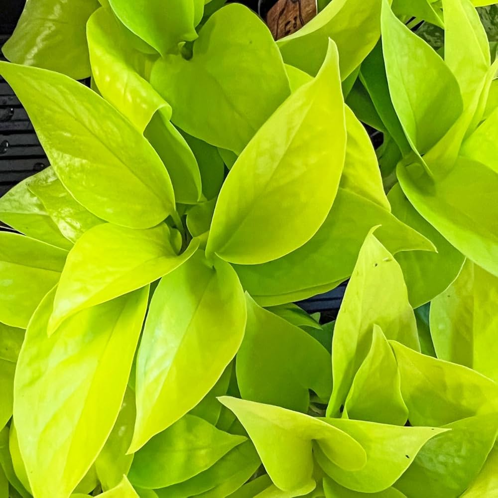 ポトスライムコンパクトネコ ポトスライムコンパクトネコ ポトス：ライム・コンパクト2号