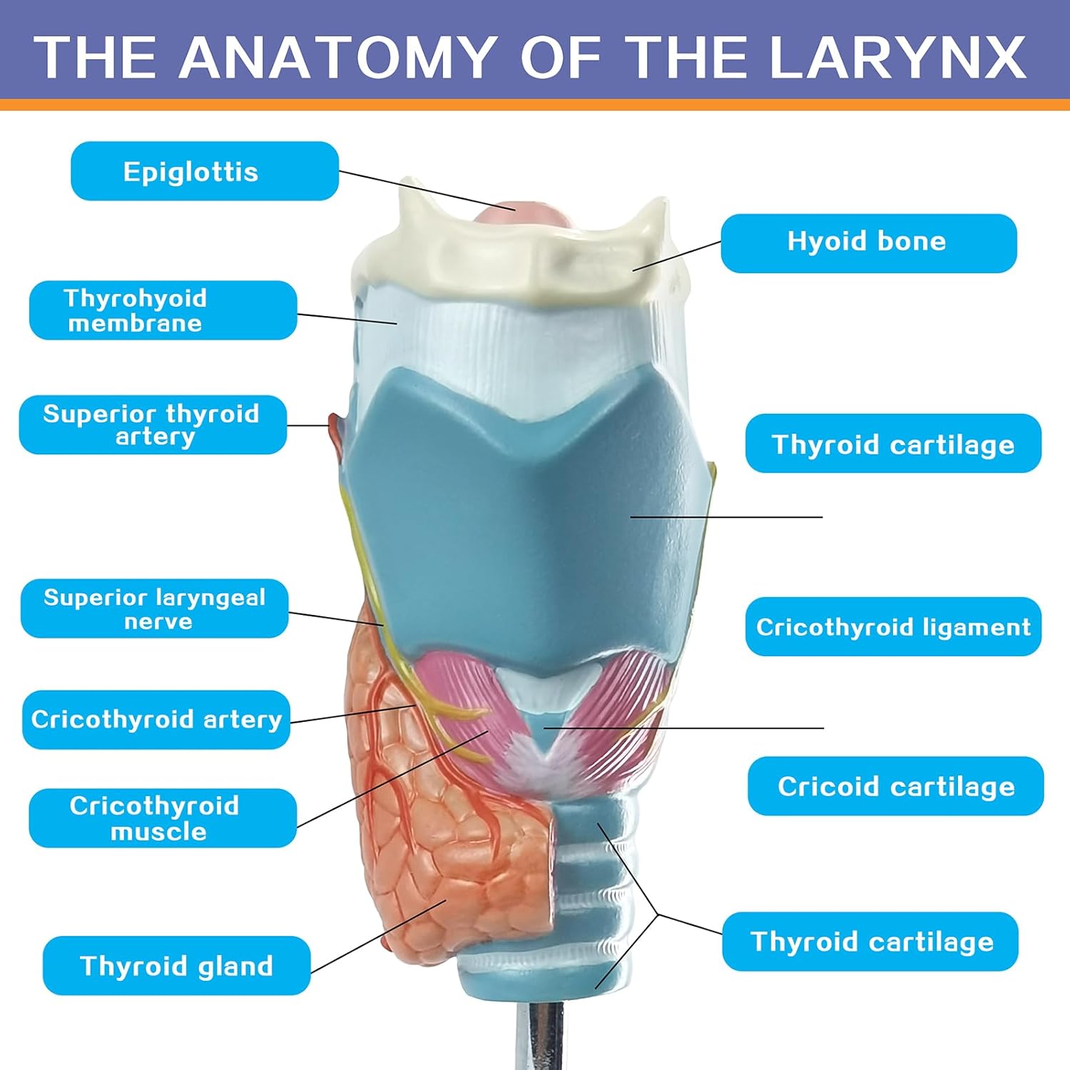 EVOTECH SCIENTIFIC Human Thyroid Pathology Anatomical Model - 4 Parts Life Size Medical Study Education Tool W/Stand and Manual for Demonstrating Goiter, Thyroid Cancer, and Graves’ Disease