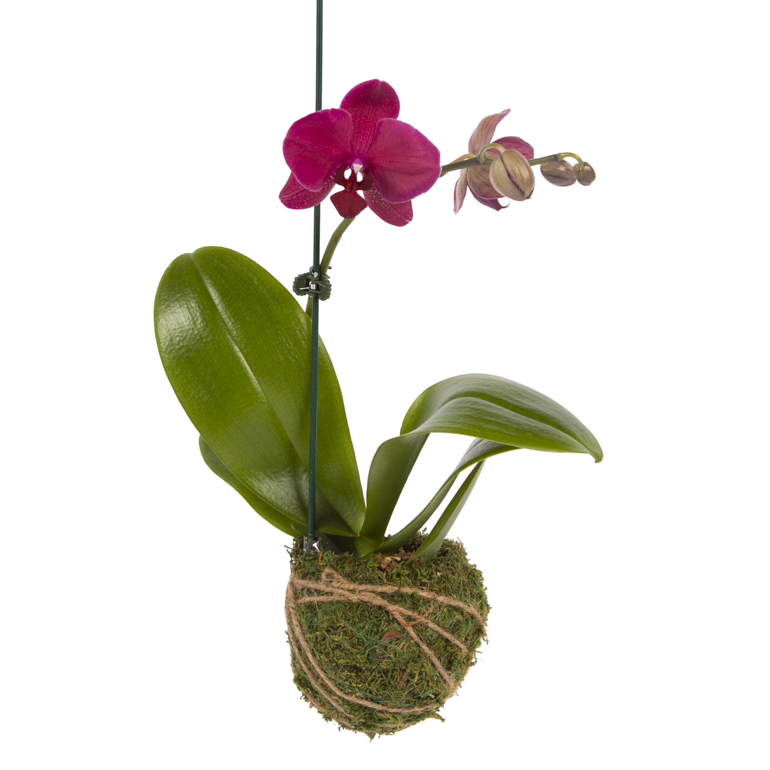 Amazon.com: Better-GRO 19” Hanging Kokedama with Phalaenopsis